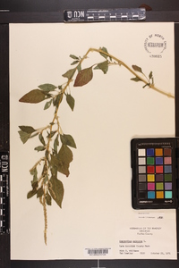 Amaranthus spinosus image