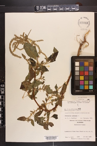 Amaranthus spinosus image