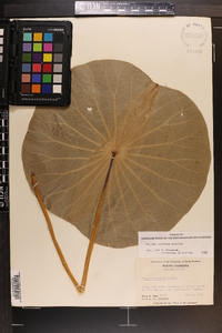 Nelumbo nucifera image