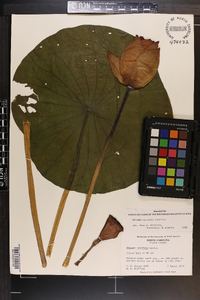 Nelumbo nucifera image