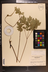 Actaea racemosa image