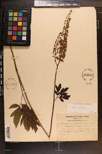 Actaea racemosa image