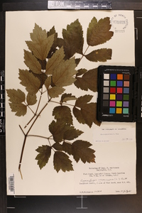 Actaea racemosa image