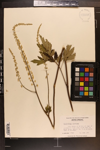 Actaea racemosa image