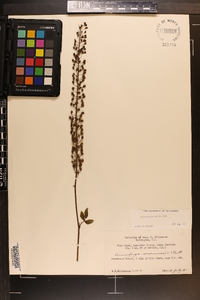 Actaea racemosa image