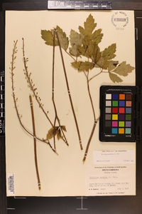 Actaea racemosa image