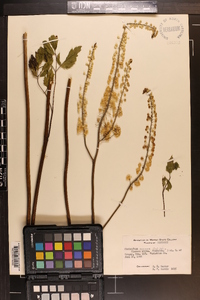 Actaea racemosa image