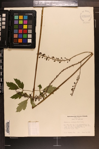 Actaea racemosa image