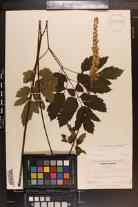 Actaea racemosa image