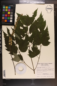 Actaea racemosa image