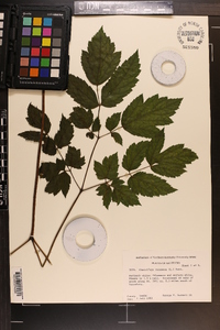 Actaea racemosa image