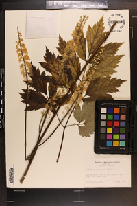 Actaea racemosa image