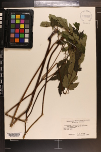 Actaea racemosa image