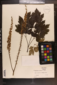 Actaea racemosa image