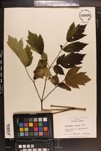 Actaea racemosa image