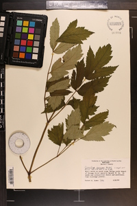 Actaea racemosa image