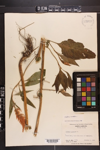 Celosia cristata image