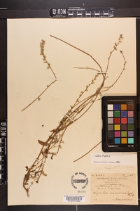 Celosia trigyna image