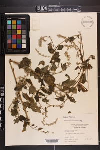 Celosia trigyna image