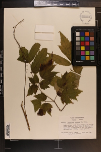 Actaea racemosa image