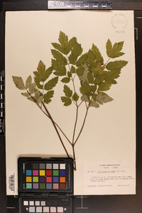 Actaea racemosa image