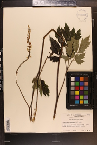 Actaea racemosa image