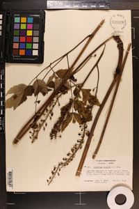 Actaea racemosa image