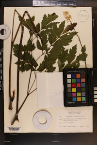 Actaea racemosa image