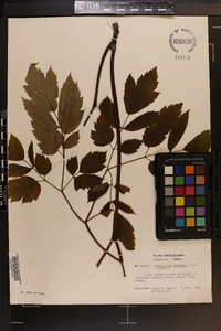 Actaea racemosa image