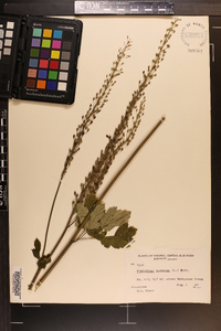 Actaea racemosa image