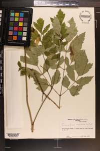 Actaea racemosa image