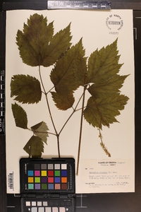 Actaea racemosa image