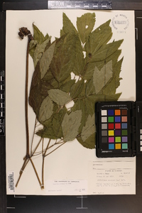 Actaea racemosa image