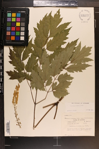 Actaea racemosa image