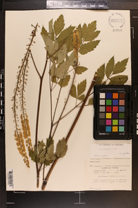 Actaea racemosa image