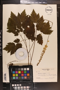 Actaea racemosa image