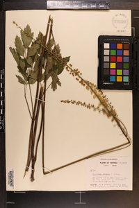 Actaea racemosa image