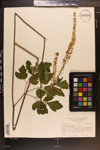 Actaea racemosa image