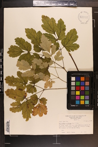 Actaea racemosa image