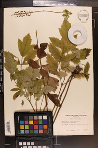 Actaea racemosa image