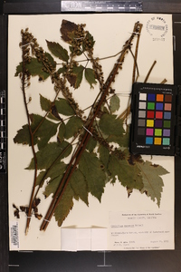 Actaea racemosa image