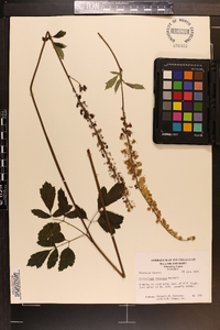 Actaea racemosa image