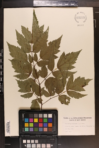 Actaea racemosa image