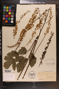 Actaea racemosa image