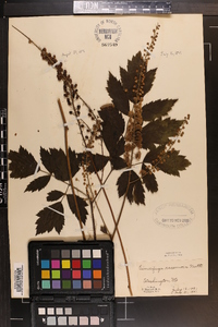 Actaea racemosa image