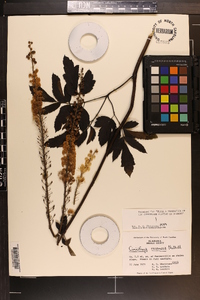 Actaea racemosa image