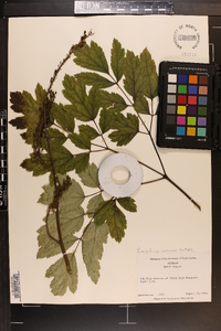 Actaea racemosa image