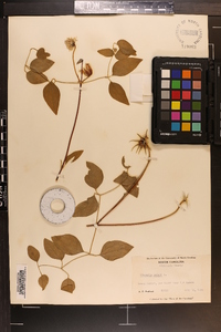 Clematis crispa image