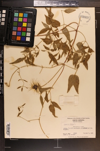 Clematis crispa image