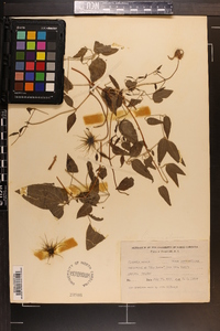 Clematis crispa image